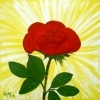143 -rosen gefaellig.jpg